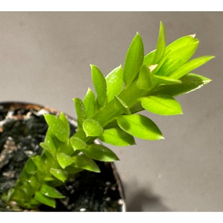 Phlegmariurus phlegmarioides Aimas, Sorong, West Papua 伊藤蟻植物農園