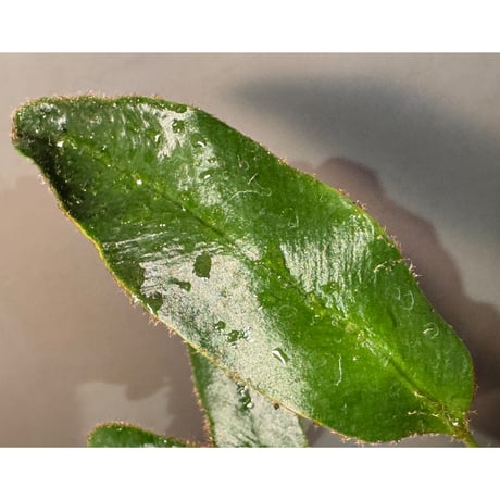 (Mサイズ) Elaphoglossum apodum [ECUAGENERA]