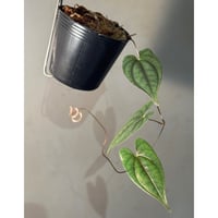 【AZ便】ブセファランドラ sp.Capek-Black Bucephalandra sp. 