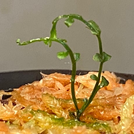 Asplenium quitense from Ecuador 東京ドームらん展購入増殖株 [KSB] ②