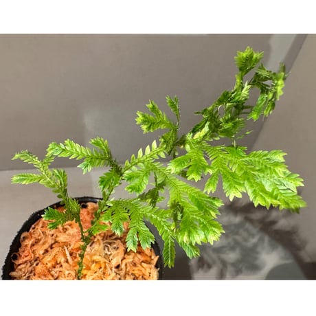 Selaginella sp. from Bogor West Java