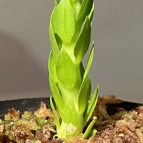 Phlegmariurus phlegmarioides Aimas, Sorong, West Papua  伊藤蟻植物農園