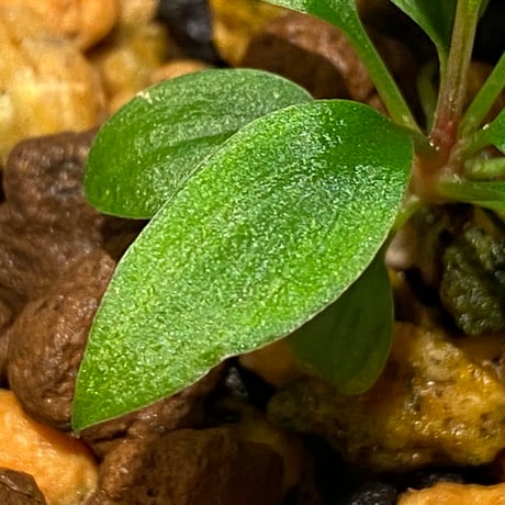 Homalomena sp. from Padang sumatera [LA0117-02]