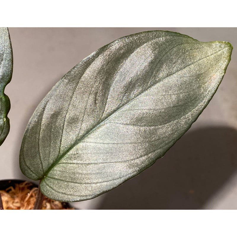 Homalomena sp. 