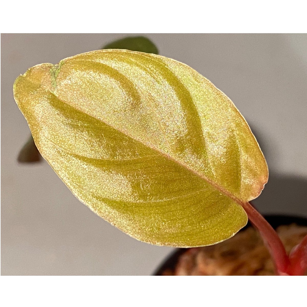 Homalomena sp. aff Insignis“Sarawak”[TB] Homalomena sp. aff Insignis“Sarawak“【TB】