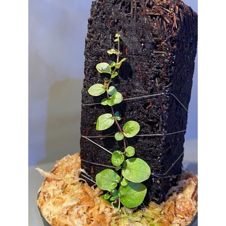Ficus sp. from Aceh sumatera [LA0616-04]