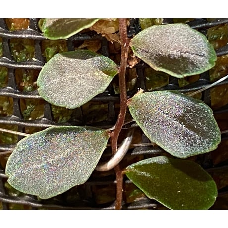 Marcgravia sp. "Azreal"