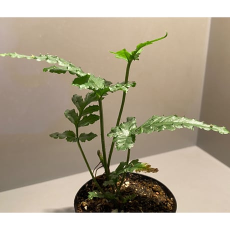 Bolbitis sp. from Siberut [LA]