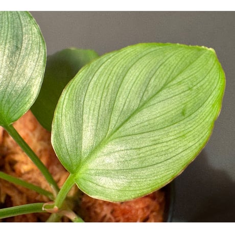 Homalomena sp. "Green" from Bogor