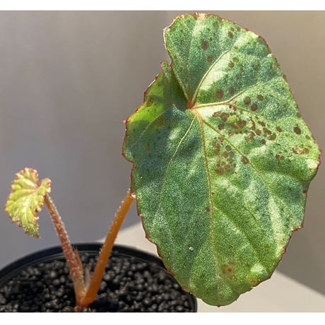 Begonia sp. from Na Hang ベトナム北部産 [TK]