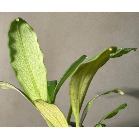 (2芽) Bucephalandra sp. Kapuas-2 [AZ0311-2]