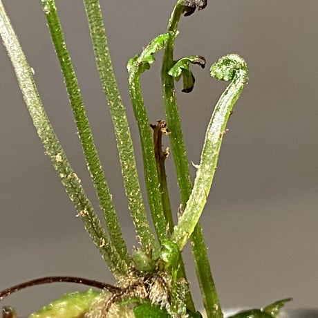 Bolbitis sp. from Kidapawan Mindanao