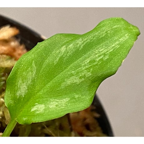 Homalomena sp. from Riau sumatera [LA1119-02]
