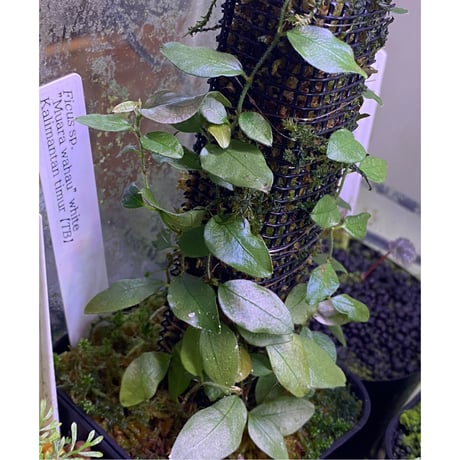 Ficus sp. "Muara wahau" white Kalimantan timur [TB]