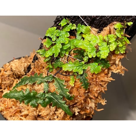 Teratophyllum "Birdwing-fern" from Bentong [AZ0117-3]