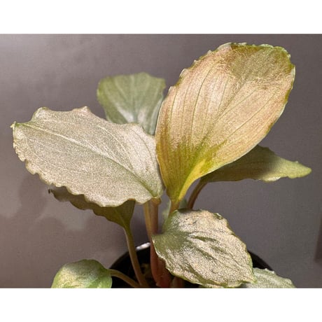 Homalomena sp. "Platinum Velvet" from Kepulauan Riau [KN]