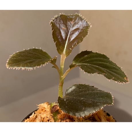 Ardisia sp. "Black Leaf" from Vietnam?