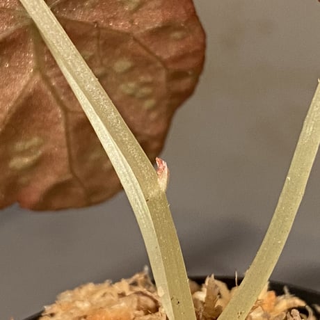 Begonia variabilis from Khao Luan Thailand [TK]