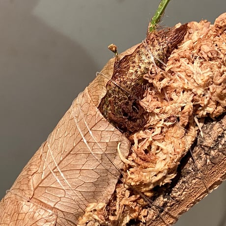 Drynaria bonii from Savannakhet Laos