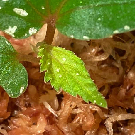 Begonia sp. "Mempawah hulu" Landak Kalimantan barat [TB]