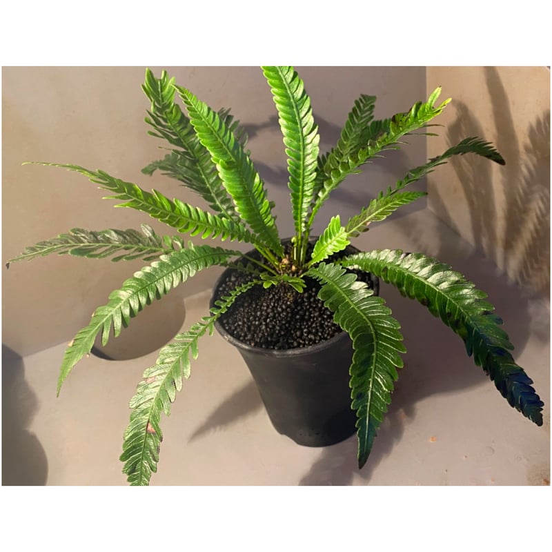 Blechnum obtusatum var. obtusatum from New Cale