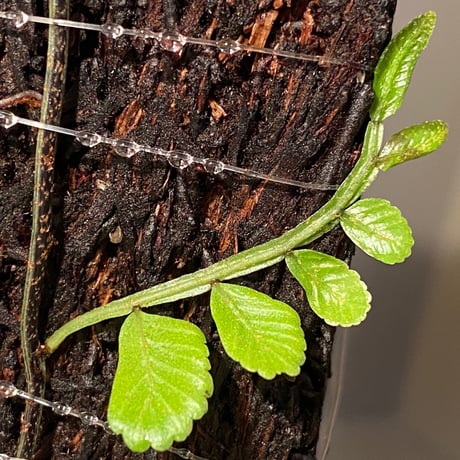 Teratophyllum ludens from Selangor Malaysia