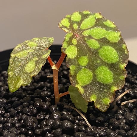 Begonia chlorosticta (Green) from Borneo Sarawak