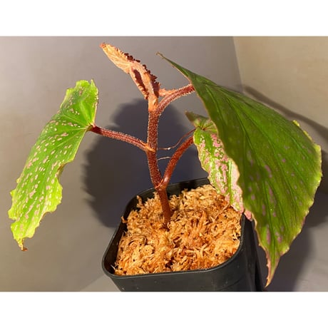 (大株) Begonia sp . "Kayulapis" Kal-barat [TB]