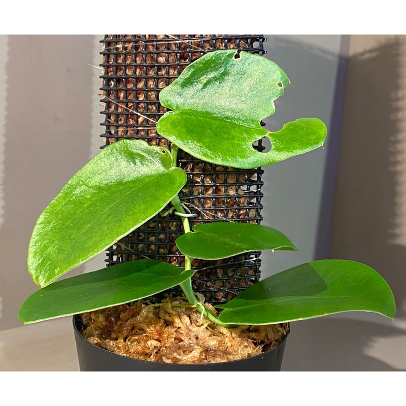 Rhaphidophora sp. 