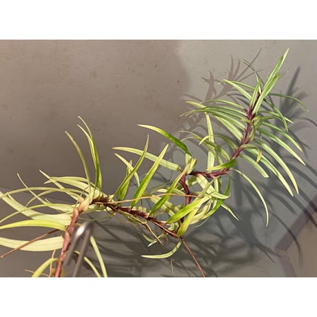 Freycinetia sp. from Setiu