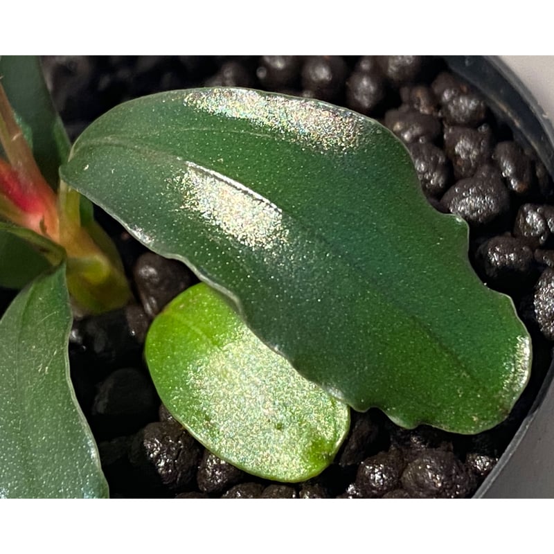 BUCEPHALANDRA for ポンコツ商店 一点物 Bucephalandra sp. Elegant Blue 大株 2020.7 No.46