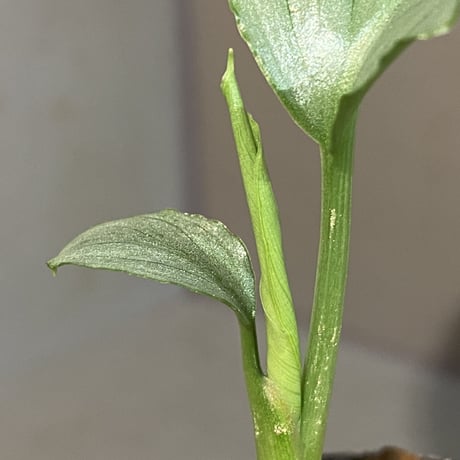 Homalomena sp. "Green" from Bogor