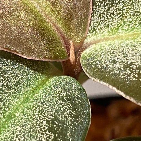 Ardisia malauiana from Kalimantan barat