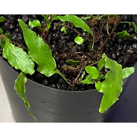 Microgramma heterophylla 伊藤蟻植物農園