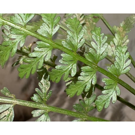 Asplenium cf. thunbergii from West Java