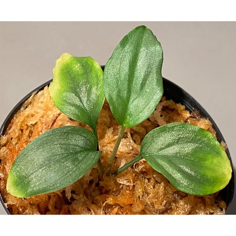 Homalomena sp. "Shirogane" SGP from Pulau Linga [HW1017-XX]