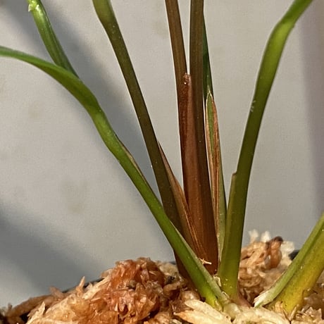 Anubias afzelii Eastern Province Sierra Leone
