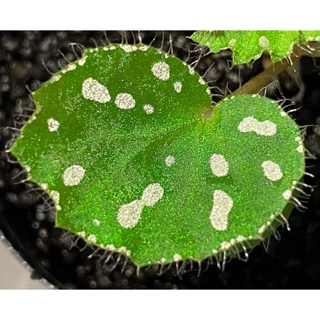 Begonia sp. from Rahad Datu [TK081116-1]