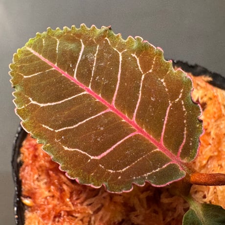 Labisia sp. from Riau sumatera