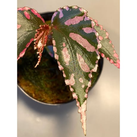 Begonia sp. ぼっち株 from Julau [R1214-01b]