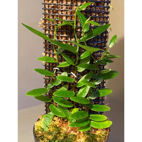 Ficus sp. from Bau