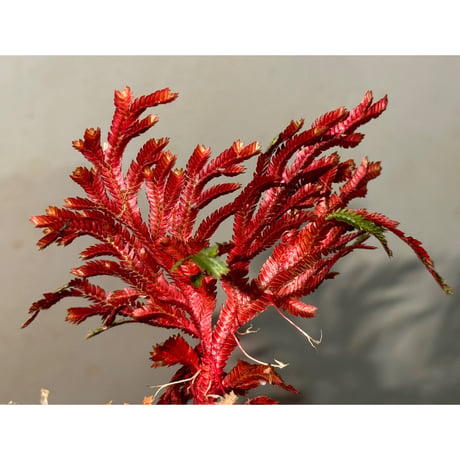 Selaginella erythropus