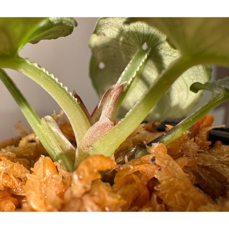Schismatoglottis puberulipes