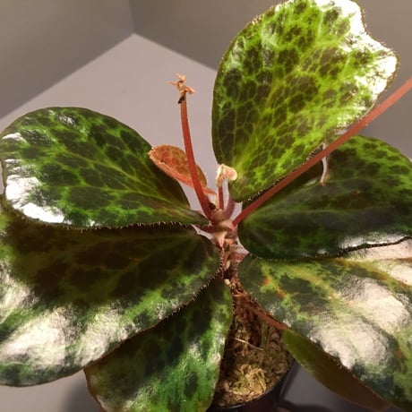 Begonia blancii