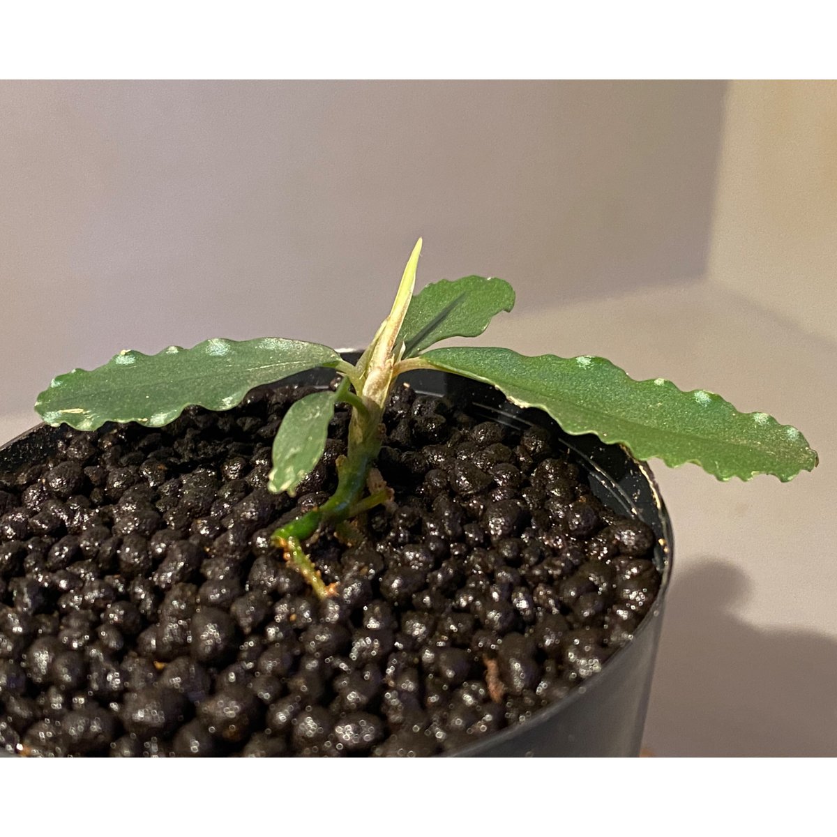 BUCEPHALANDRA for ポンコツ商店 Bucephalandra sp. 
