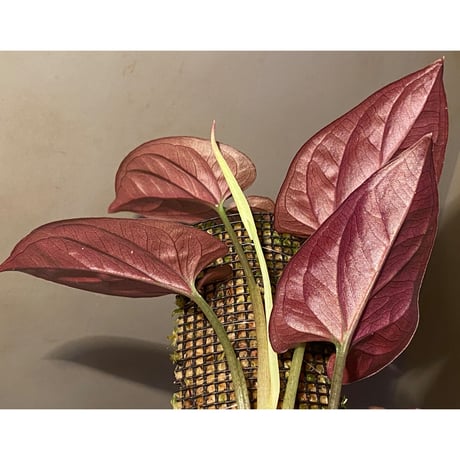 Syngonium sp. from Choco Colombia [tanakay]