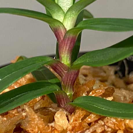 Freycinetia sp. "Muara wahau" Kalimantan timur [TB]