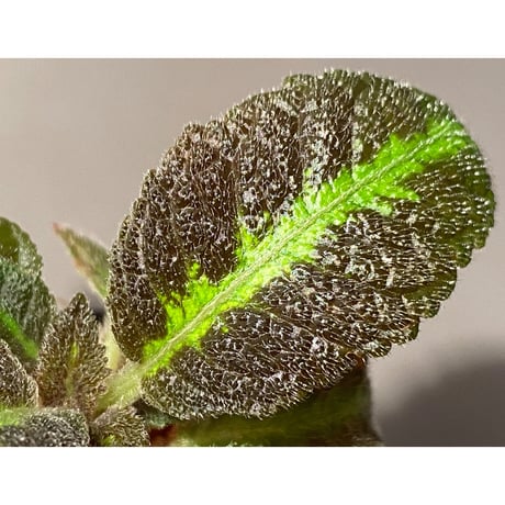 Nautilocalyx  picturatus