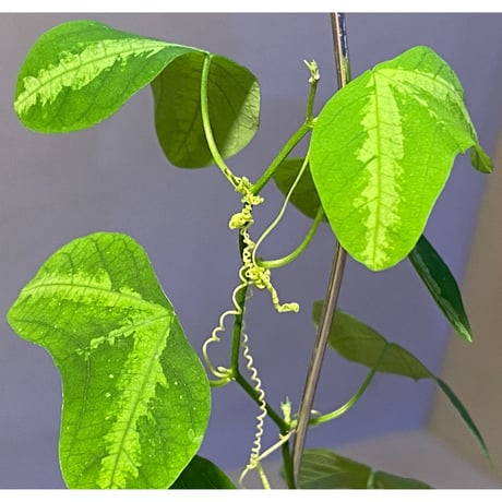 Passiflora apetala from Costa Rica