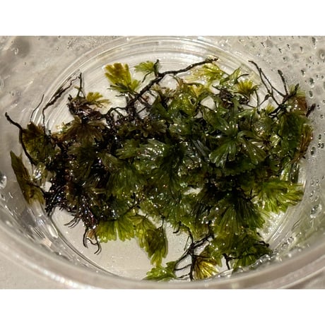 Crepidomanes sp. 'type3' from West Java